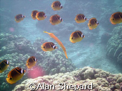 Trumpet fish and Racs.  I just like the way they posed fo... by Alan Shepard 